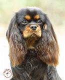 Cavalier King Charles Spaniel 9F51D-03